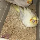 زوج كروان لاتينو عيون حمراء