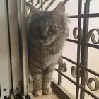 قطوه