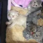 كيتنز شيرازي