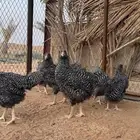 للبيع اطقم دجاج امروك