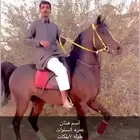 حصان كفو