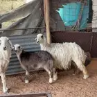 تم البيع