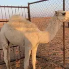 بكره