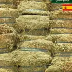 جديد برسيم اسباني