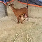 عنز متاومه قنا