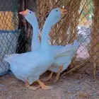 وز روسي مستوا عالي اناثي وحده بيها عرجه لكن منتجه عندي
