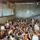 صوص بلدي فاخر