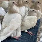 فروخ حمام زاجل