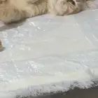 قط مفقود ميكس شيرازي برتقالي