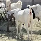 معزا