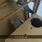جوز كروان منتج مشروط