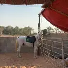 حصان واهو