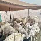 غنم حري 30 معها عشرين صغار سن
