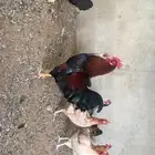 للبيع دجاج فرنسي وبلدي(تم البيع)