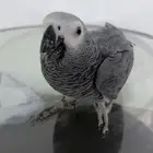 ببغاء كاسكو للبيع جده