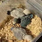 للبيع فروخ روز