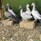 طبات هندي او باكستاني