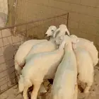 رخال مقنى