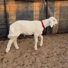 مشروع فحل حري صنف