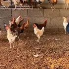 ديوك بلدي اعمارها من بداية 6 شهور واعلى