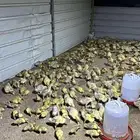 للبيع بط بكيني