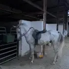 حصان جزيري كفو