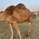 ناقة حايل كفو