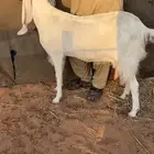 عنز متوم تحتها تيس وعناق