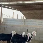 رخال نجد صنف