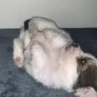 جرو مالتيز مكس35 يوم