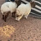 رخال نعيمي
