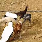 زوجين دجاج سندي ( ناوان )