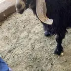 جفره
