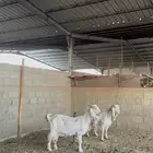 معزا متابيع ومتاومات