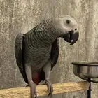 كاسكو