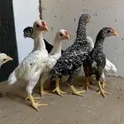 فروخ كوشامو القزم