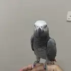 كاسكو