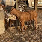 جفرتين و تيس محايلي