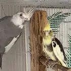 زوج كروان منتج شرط