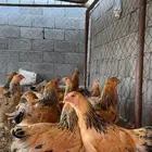 دجاج براهما