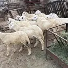 خرفان