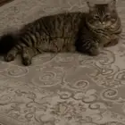 قطو للبيع ب 200