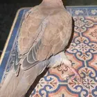 حمامه يمامة النخيل ( تم التبني)