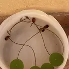 نبته اللوتس المستورده