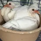 زغاليل فرنسي سوبر جامبو( ملكي)