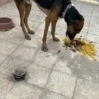 اعرض لكم كلب ذكر العمر تقريبن سنتين