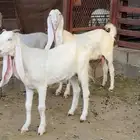 ماعز هولنديات