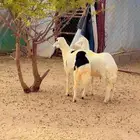خرفان للبيع