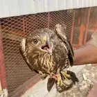 طير للبيع