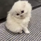 قط سكوتش ابيض ورمادي صغير نوع فاخر